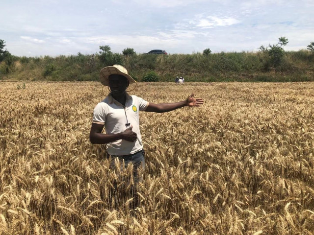 US-based Nigerian scientist, Amo Aduragbemi on a wheat farm